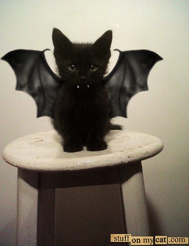 bat kitten _ Animals Who Are Way Better At Halloween Than You Are _ everything inspirational