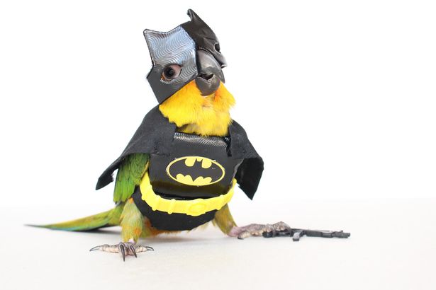 batman-bird _ Animals Who Are Way Better At Halloween Than You Are _ everything inspirational