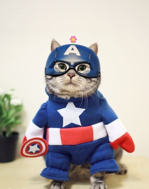 captain-america-cat _ Animals Who Are Way Better At Halloween Than You Are _ everything inspirational