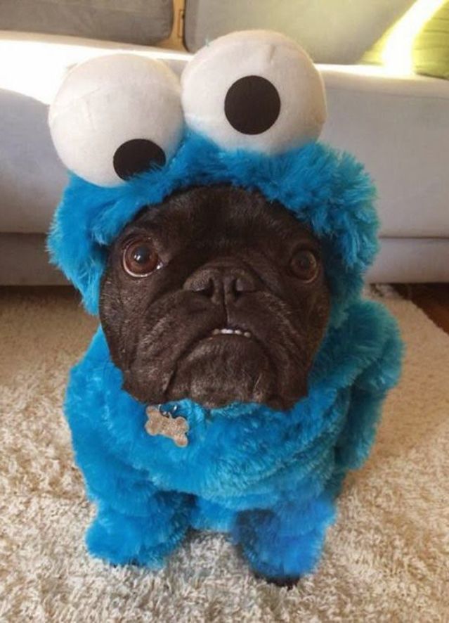 cookie monster_Animals Who Are Way Better At Halloween Than You Are _ everything inspirational
