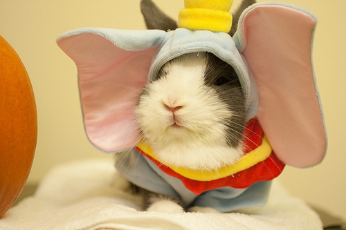 hamster-dumbo _ Animals Who Are Way Better At Halloween Than You Are _ everything inspirational