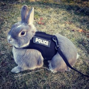 police-bunny _ Animals Who Are Way Better At Halloween Than You Are _ everything inspirational