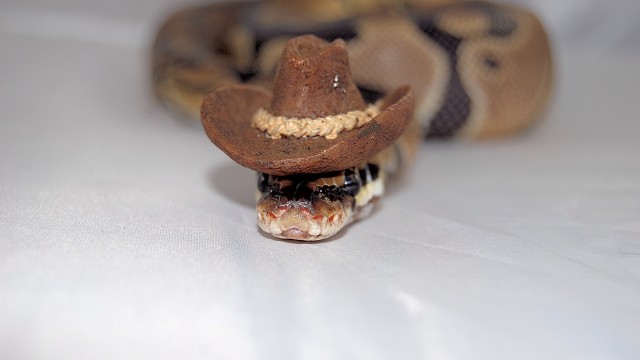 snake-cowboy _ Animals Who Are Way Better At Halloween Than You Are _ everything inspirational