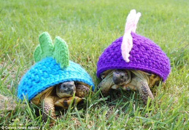 turtle-dinosaurs _ Animals Who Are Way Better At Halloween Than You Are _ everything inspirational