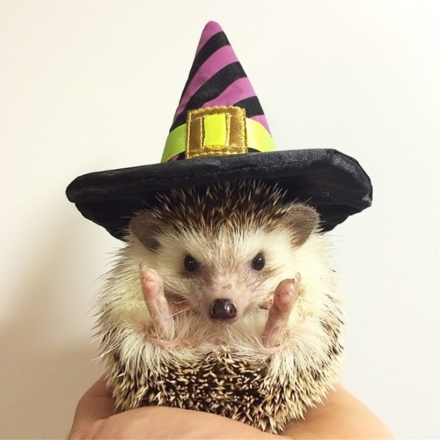 witch hedgehog _ Animals Who Are Way Better At Halloween Than You Are _ everything inspirational