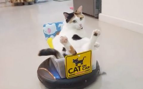 chilled out cat rides roomba vacuum cleaner