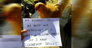 chicken shaming we can relate to