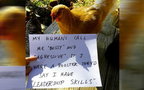 chicken shaming we can relate to