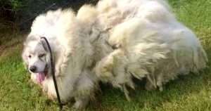 rescue dog loses 35 pounds of fur