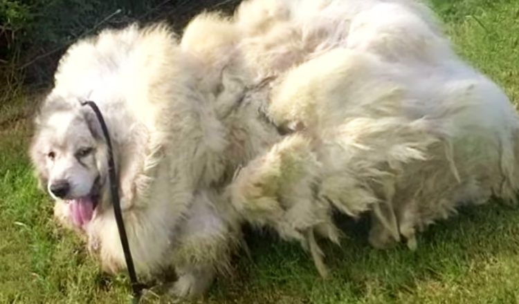 rescue dog loses 35 pounds of fur