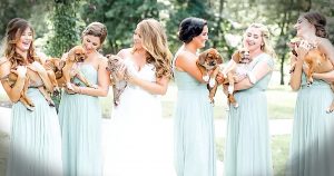 bridesmaids carry rescue puppies instead of bouquets
