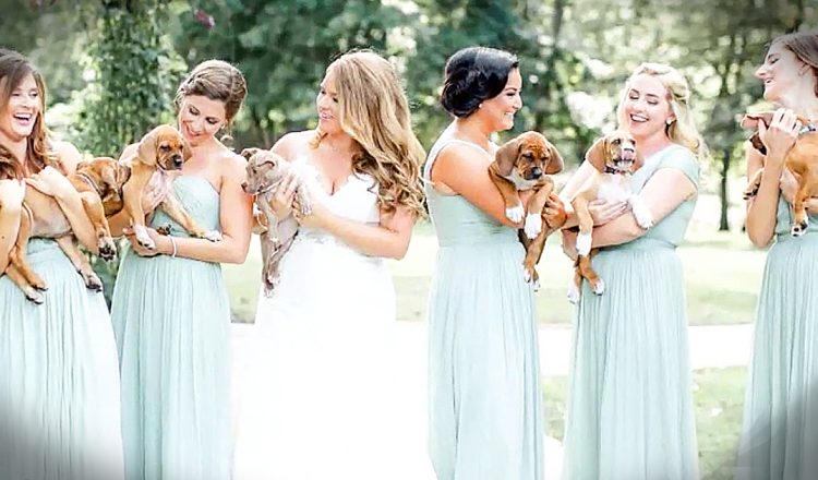 bridesmaids carry rescue puppies instead of bouquets