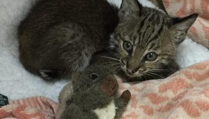 rescue kitten bobcat spirit feather
