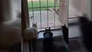 3 cats watch bird until dog surprises them