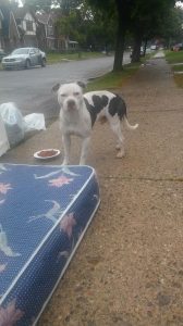 abandoned dog boo waits - stands vigil