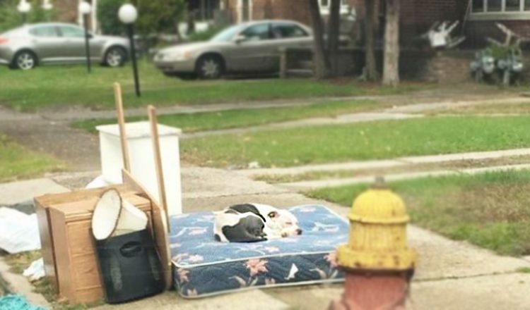 abandoned dog waits a month after family moved away