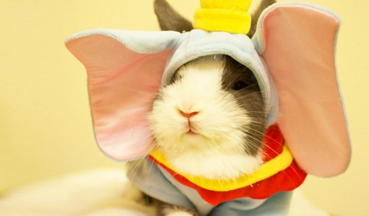 Animals Who Are Way Better At Halloween Than You Are _ everything inspirational