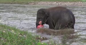 elephant rescue viral video
