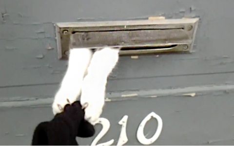 funny cat steals mail - takes mailman glove
