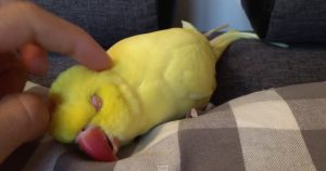 sleepy parrot demands head scratches at bedtime