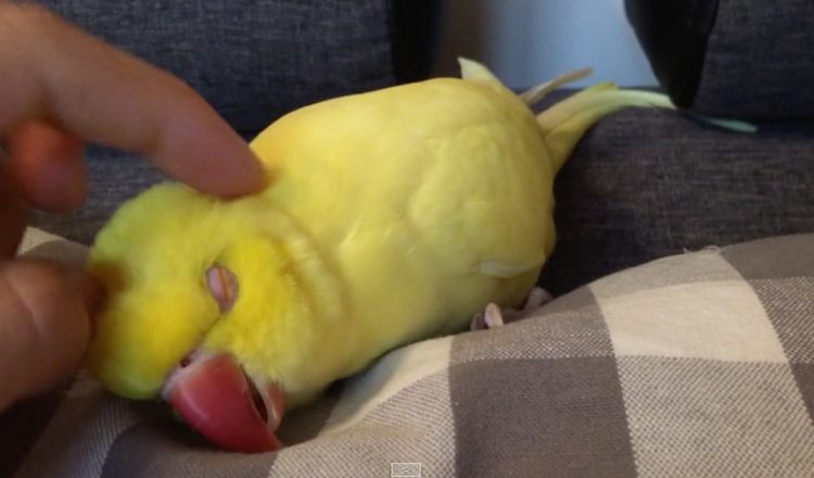 sleepy parrot demands head scratches at bedtime