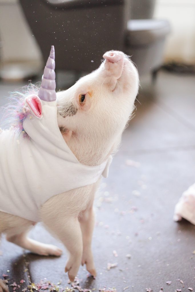 unicorn-pig _ Animals Who Are Way Better At Halloween Than You Are _ everything inspirational