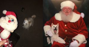 Dog meets santa toy in real life