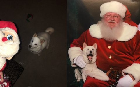 Dog meets santa toy in real life