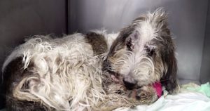 dog thrown from car recovery
