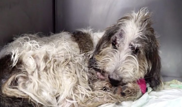 dog thrown from car recovery
