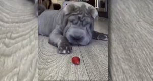 dog vs strawberry