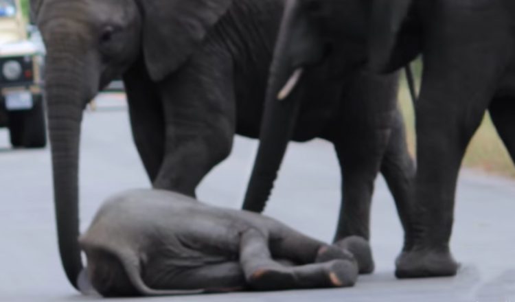 herd rescues collapsed elephant calf