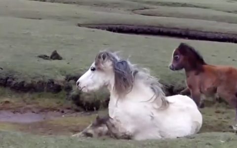 pony and foal rescued