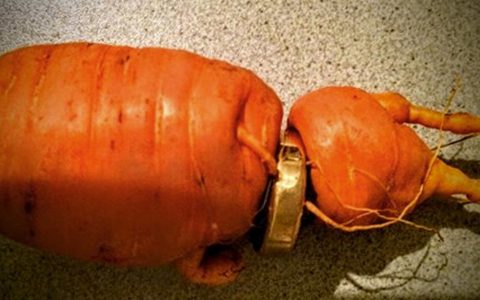 wedding band in a carrot ring Germany