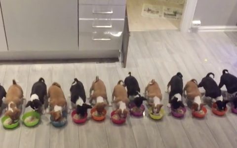 basenji puppies enjoy a meal
