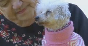 dog missing 9 years returns home