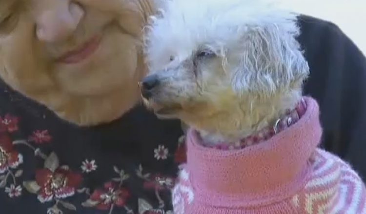 dog missing 9 years returns home