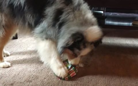 dog opens christmas gift