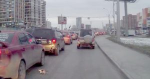 man rescues kitten from traffic