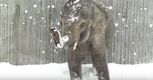 animals enjoy snow day at oregon zoo