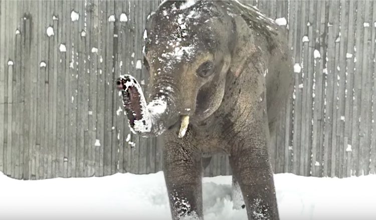 animals enjoy snow day at oregon zoo