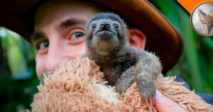 cutest baby sloth b-rad