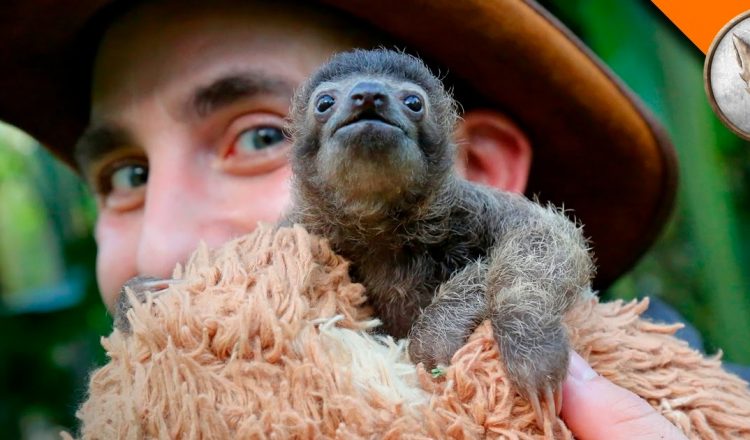 cutest baby sloth b-rad