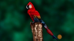 Johannes Stötter body paint artist parrot