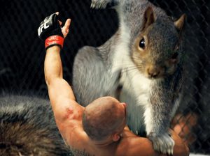 Squirrel's Super Hero Pose _ Photoshop _ Photos _ wrestling _ everythinginspirational