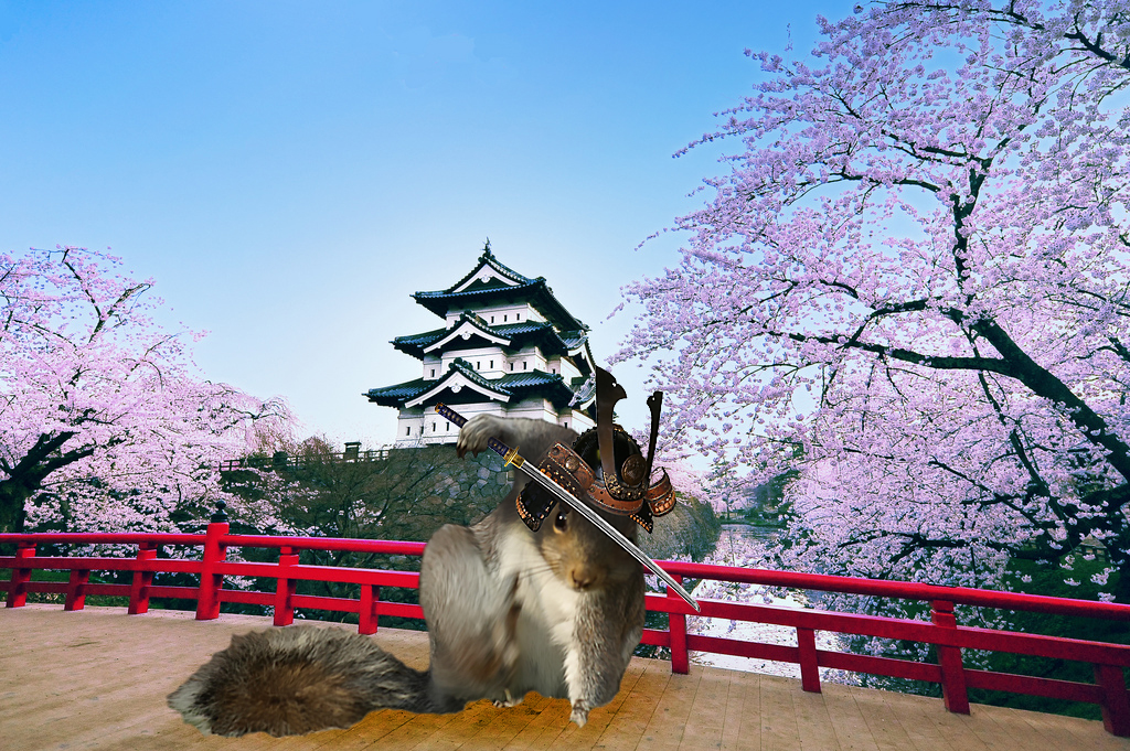 Squirrel's Super Hero Pose _ Photoshop _ Photos _ samurai _ japan _ everythinginspirational