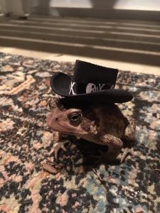 Man Made Tiny Hats for Frequent Toad Visitor _ Aussie Bush Hat _ all created