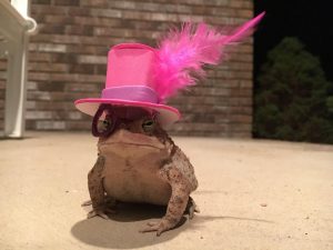Man Made Tiny Hats for Frequent Toad Visitor _ Feather Monocle Hat _ all created