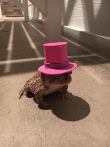 Man Made Tiny Hats for Frequent Toad Visitor _ Pink Top Hat _ all created