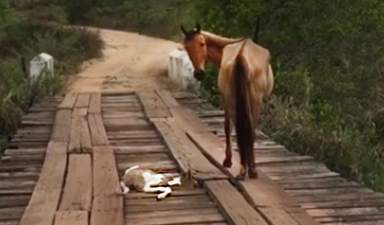 man rescues baby horse